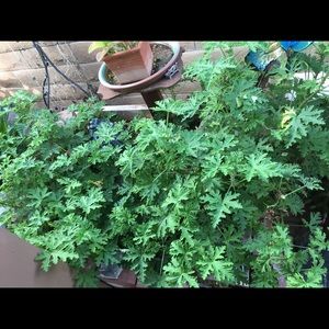Citronella clippings